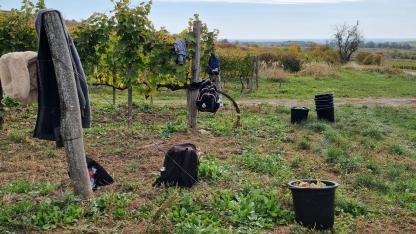 A tokaji tőkék roskadoztak az aszúszemektől, hozzáértő munkásból viszont nincs elég
