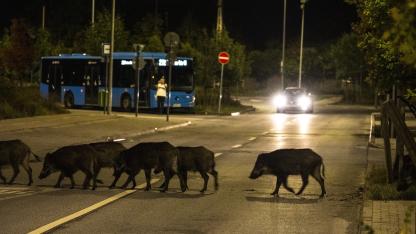 Vaddisznók a Hegyvidéken: október óta több tucat példányt fogtak be