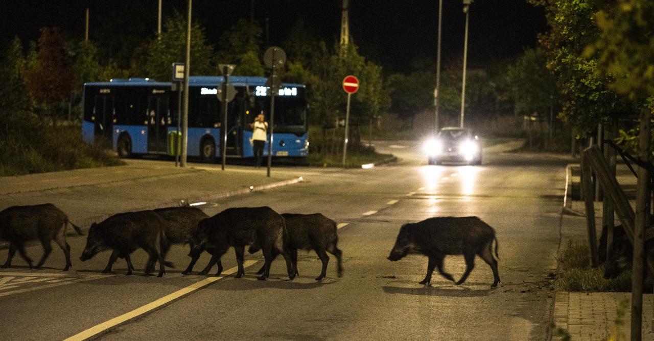 Vaddisznók a Hegyvidéken: október óta több tucat példányt fogtak be